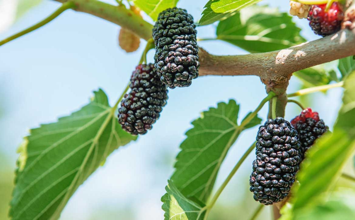 The White Mulberry Health Benefits