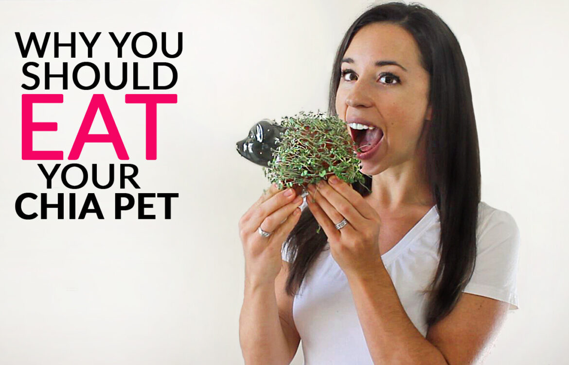 Chia Pet The 1st Irresistible Green Wonder