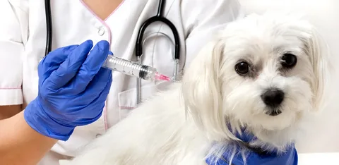 From Early Protection to Long-Term Wellness: Exploring Essential Pet Vaccines