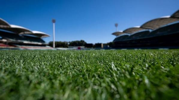 Which Turf Is Right for Your Adelaide Backyard? A Side-by-Side Comparison